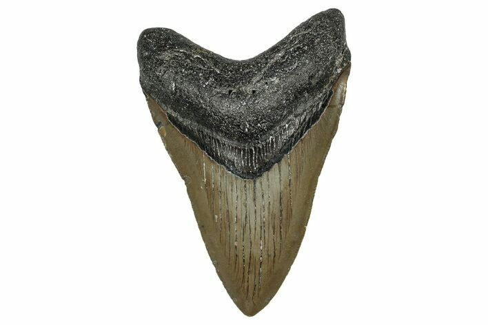 Serrated, Fossil Megalodon Tooth - North Carolina #344073